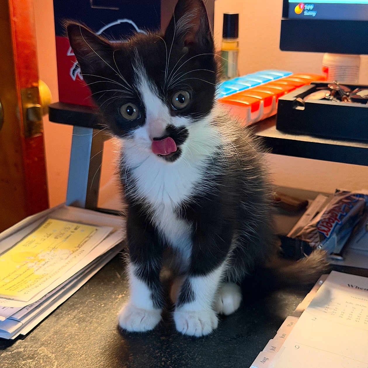 Goose is registered to the contest to win money with this photo: kitten, cat, black_and_white, tongue_out, curious, indoor, desk, papers, computer_monitor, office_supplies, warm_lighting, fluffy_fur, wide_eyes, mischievous, small, pet, domestic_animal, feline, cute, young
