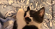 Goose is registered to the contest to win money with this photo: adorable, animal, black_and_white, blanket, cat, closeup, comfort, cozy, cute, feline, fur, indoor, kitten, patterned, paw, pet, resting, sleeping, soft, young