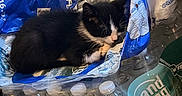 Goose joined the competition — help win amazing prizes! kitten, cat, black_and_white, sleeping, water_bottles, plastic_packaging, indoor, pet, animal, resting, crinkled_plastic, bottle_caps, packaging, domestic_animal, cute, small, fur, whiskers, relaxed, household_item