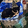 kitten, cat, black_and_white, sleeping, water_bottles, plastic_packaging, indoor, pet, animal, resting, crinkled_plastic, bottle_caps, packaging, domestic_animal, cute, small, fur, whiskers, relaxed, household_item