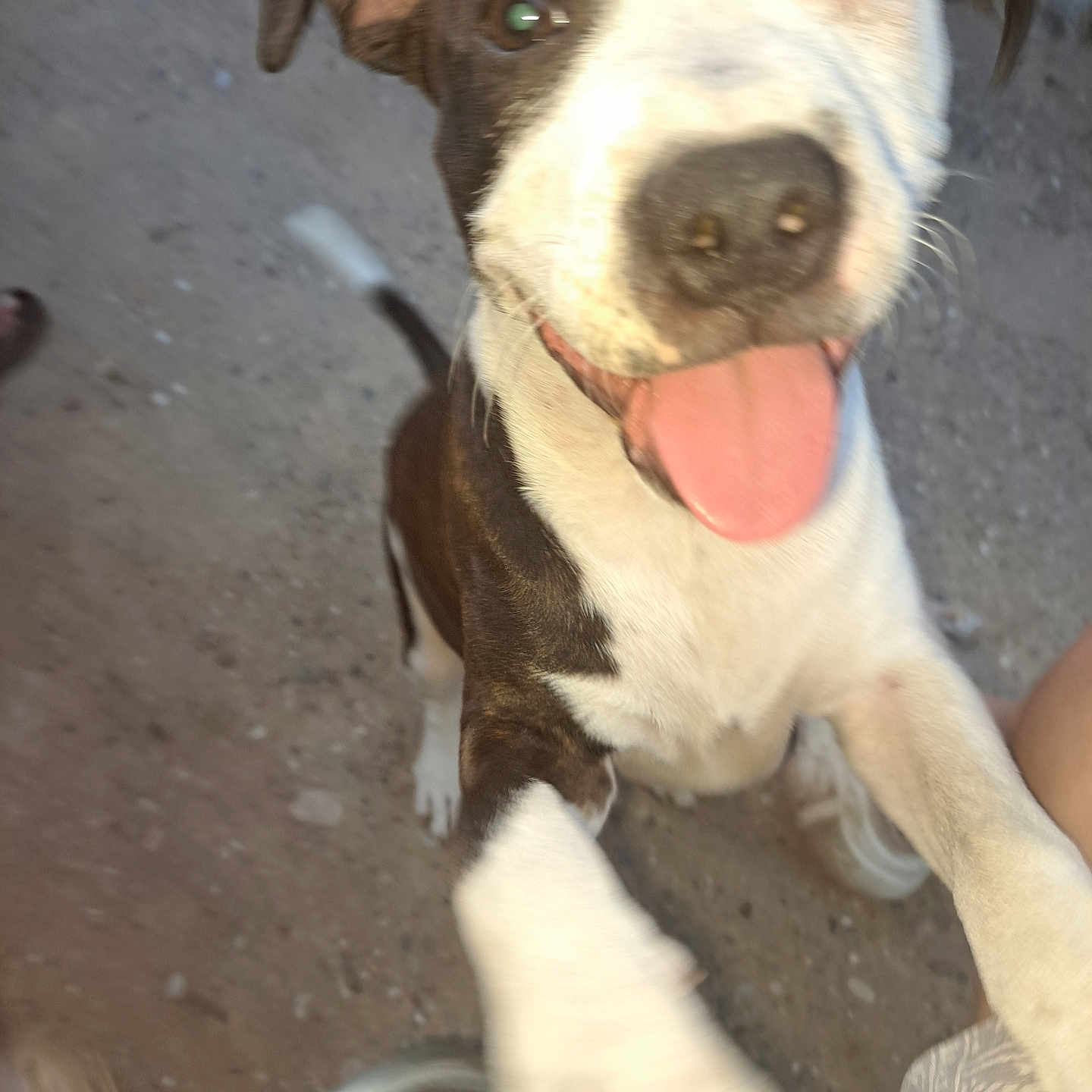 Aiko participe au concours pour gagner de l'argent avec cette photo : animal, black_and_white, canine, close_up, collar, daylight, dog, excited, fur, ground, happy, jumping, motion_blur, nose, outdoor, paw, pet, playful, tail, tongue_out