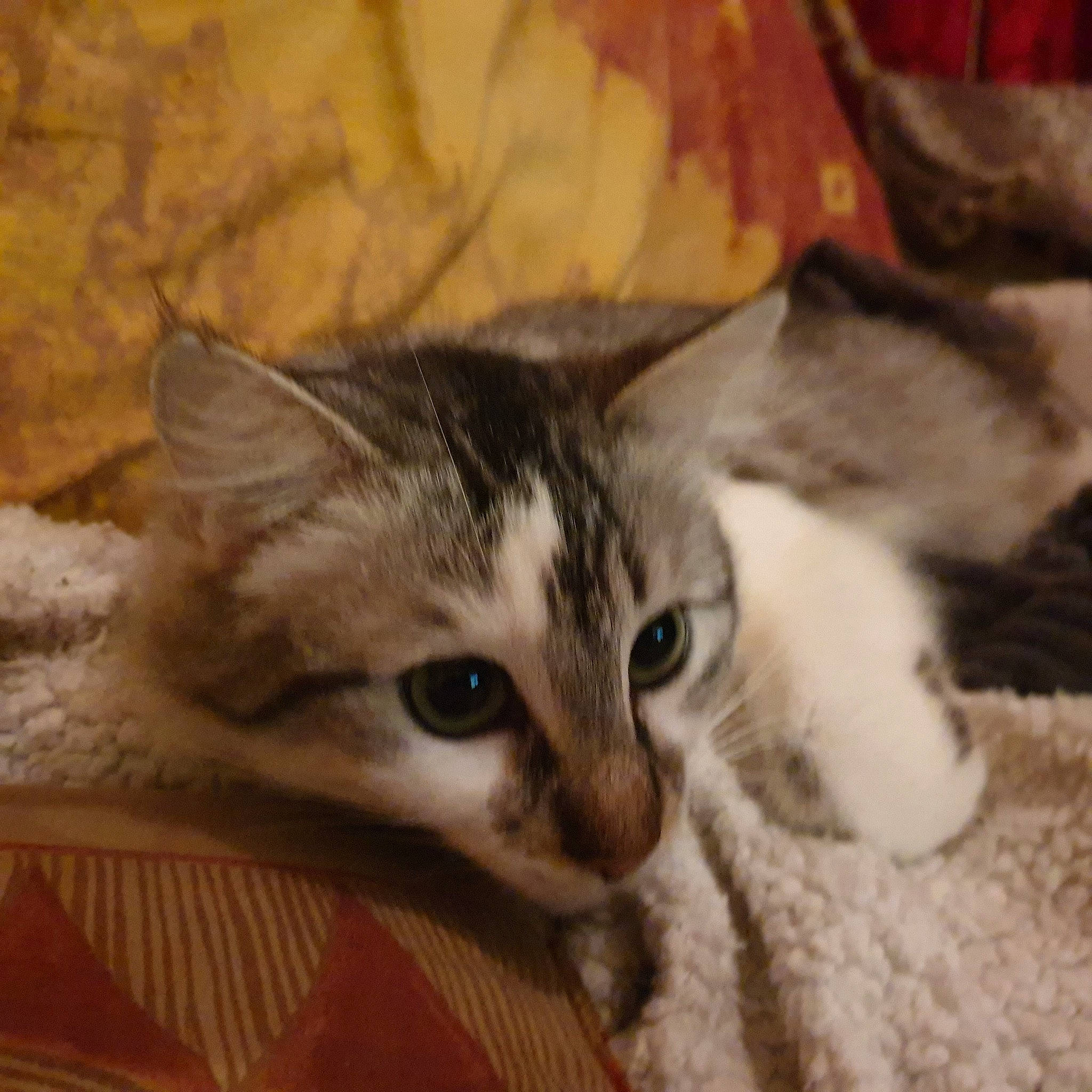 Falcor participe au concours pour gagner de l'argent avec cette photo : carnivore, cat, claw, comfort, domestic_short_haired_cat, door, ear, eye, fawn, felidae, fur, paw, small_to_medium_sized_cats, snout, tail, whiskers, wood