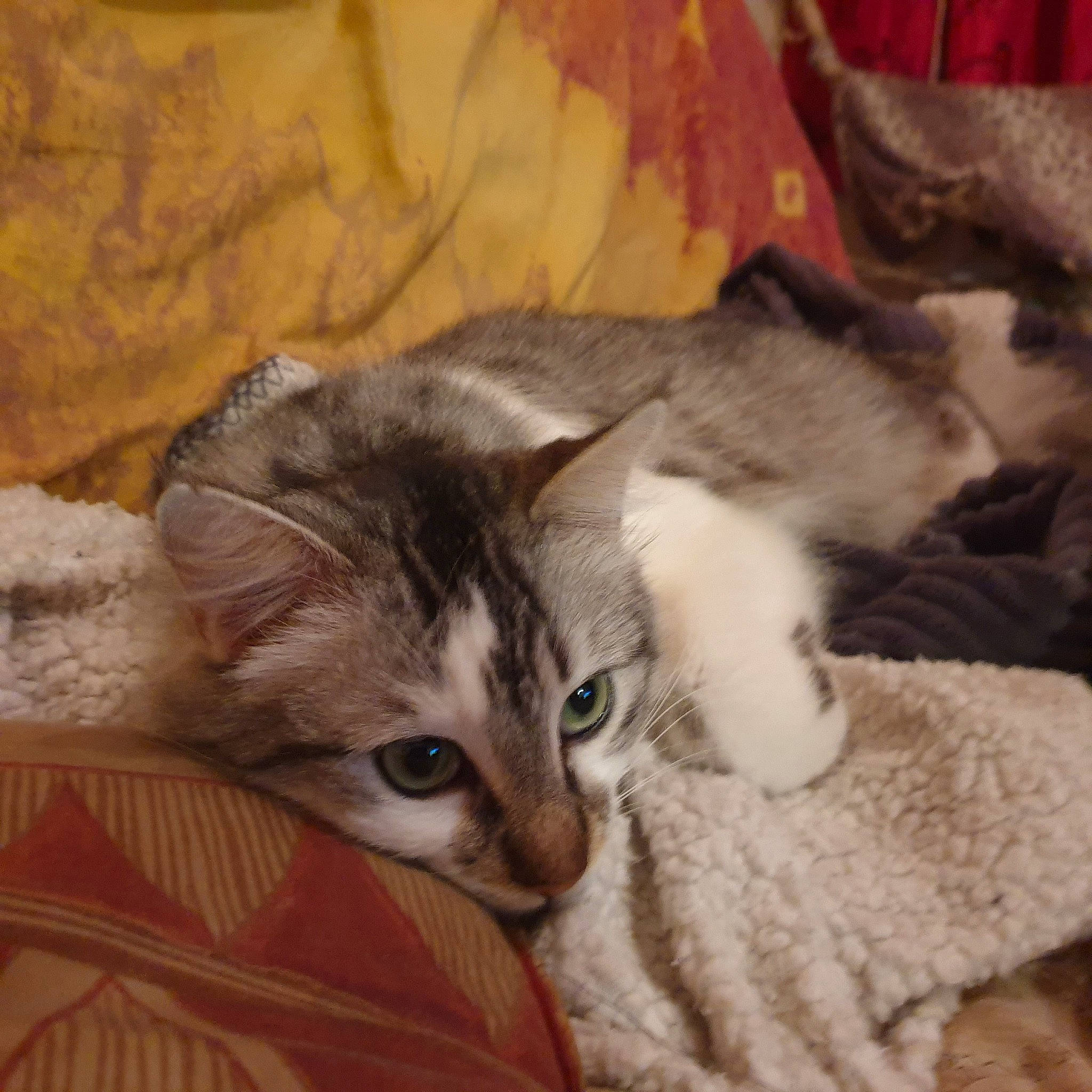 Falcor a rejoint le concours — aidez-le/la à gagner de superbes lots ! carnivore, cat, claw, comfort, domestic_short_haired_cat, fawn, felidae, fur, paw, small_to_medium_sized_cats, snout, tail, whiskers, wood