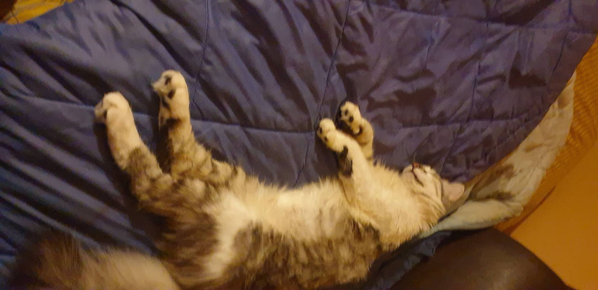 Falcor participe au concours pour gagner de l'argent avec cette photo : bed, canidae, carnivore, cat, claw, comfort, domestic_short_haired_cat, fawn, felidae, fur, linens, nap, paw, sleep, small_to_medium_sized_cats, sporting_group, tail, whiskers, wood