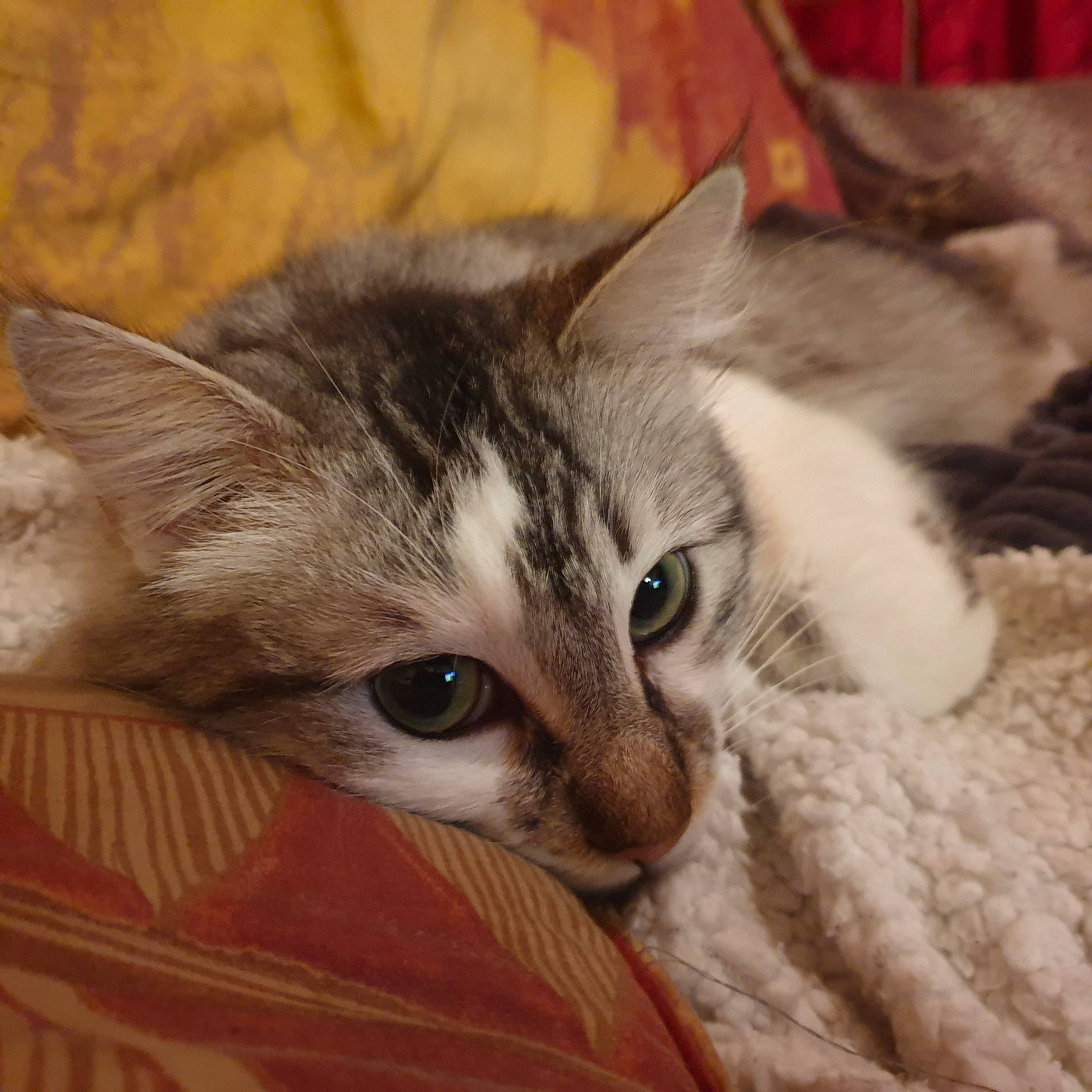 Falcor a rejoint le concours — aidez-le/la à gagner de superbes lots ! carnivore, cat, comfort, domestic_short_haired_cat, ear, fawn, felidae, fur, paw, small_to_medium_sized_cats, snout, whiskers, wood