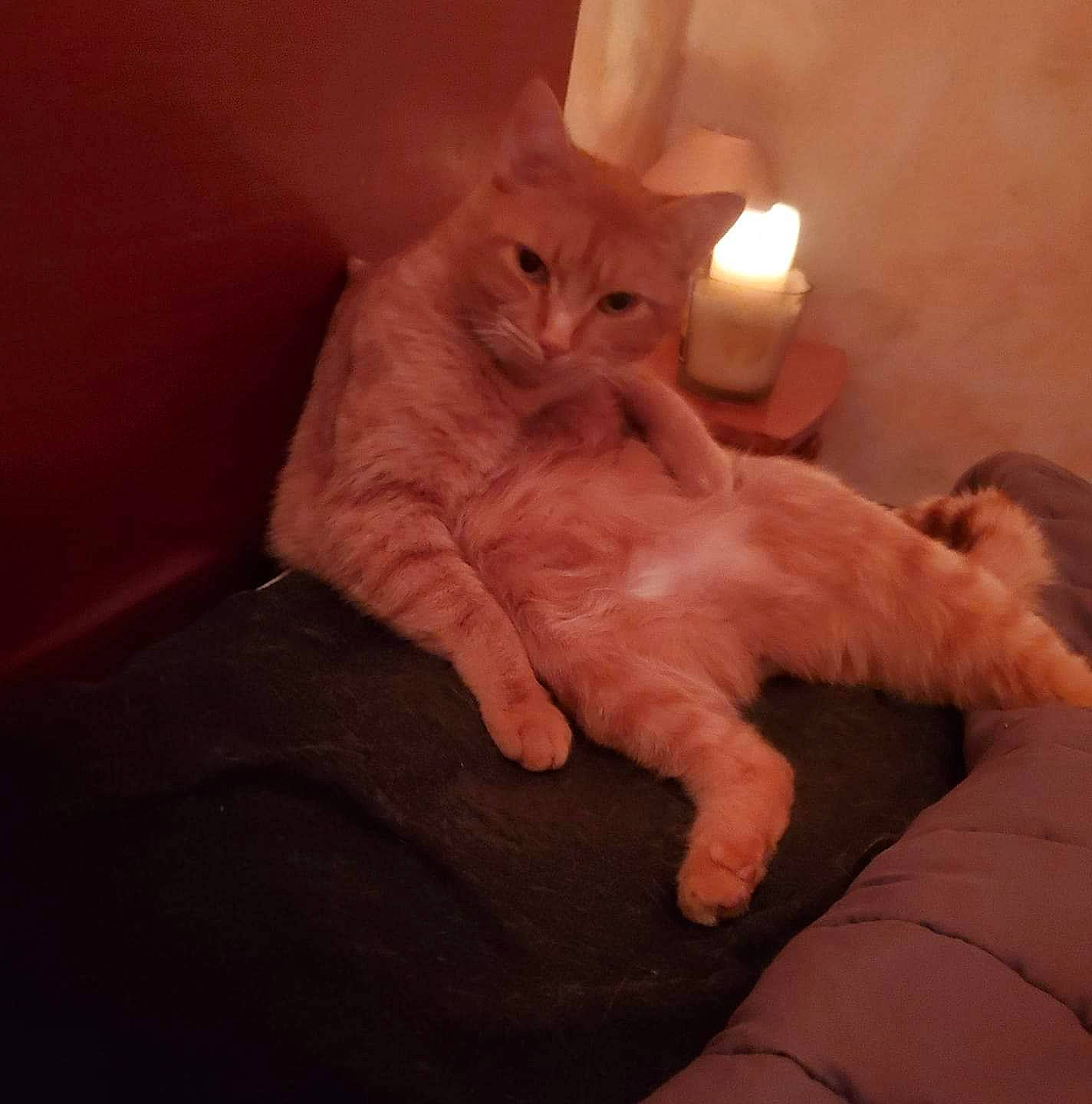 Cupidon participe au concours pour gagner de l'argent avec cette photo : bed, carnivore, cat, cat_supply, chair, claw, comfort, fawn, felidae, foot, fur, hardwood, nap, paw, peach, small_to_medium_sized_cats, snout, tail, whiskers, wood