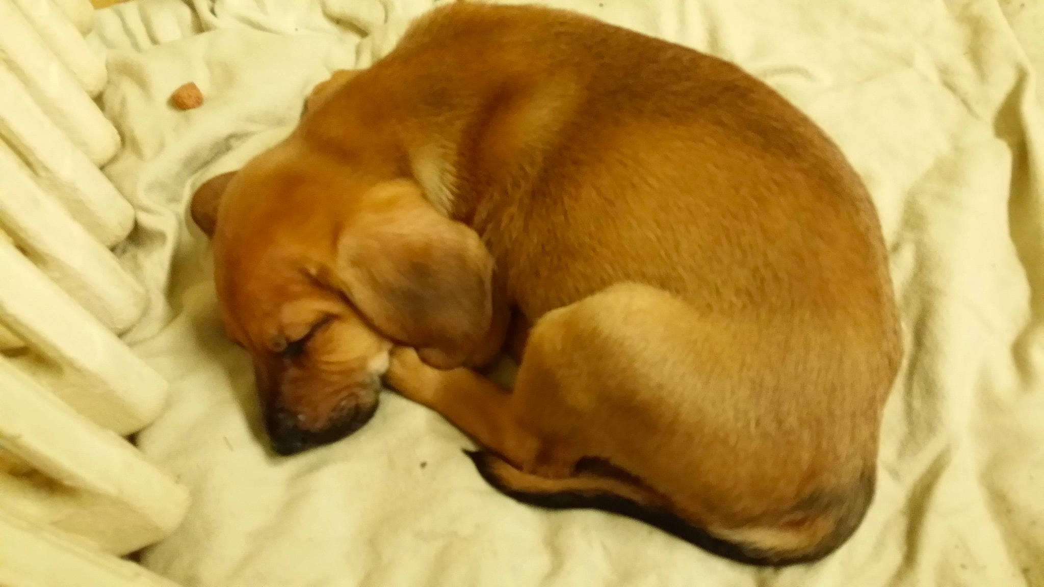 Bruce Lee Duchet a rejoint le concours — aidez-le/la à gagner de superbes lots ! canidae, carnivore, comfort, companion_dog, dog, dog_bed, dog_breed, dog_supply, ear, fawn, hardwood, liver, nap, pet_supply, snout, sporting_group, tail, terrestrial_animal, whiskers, working_animal