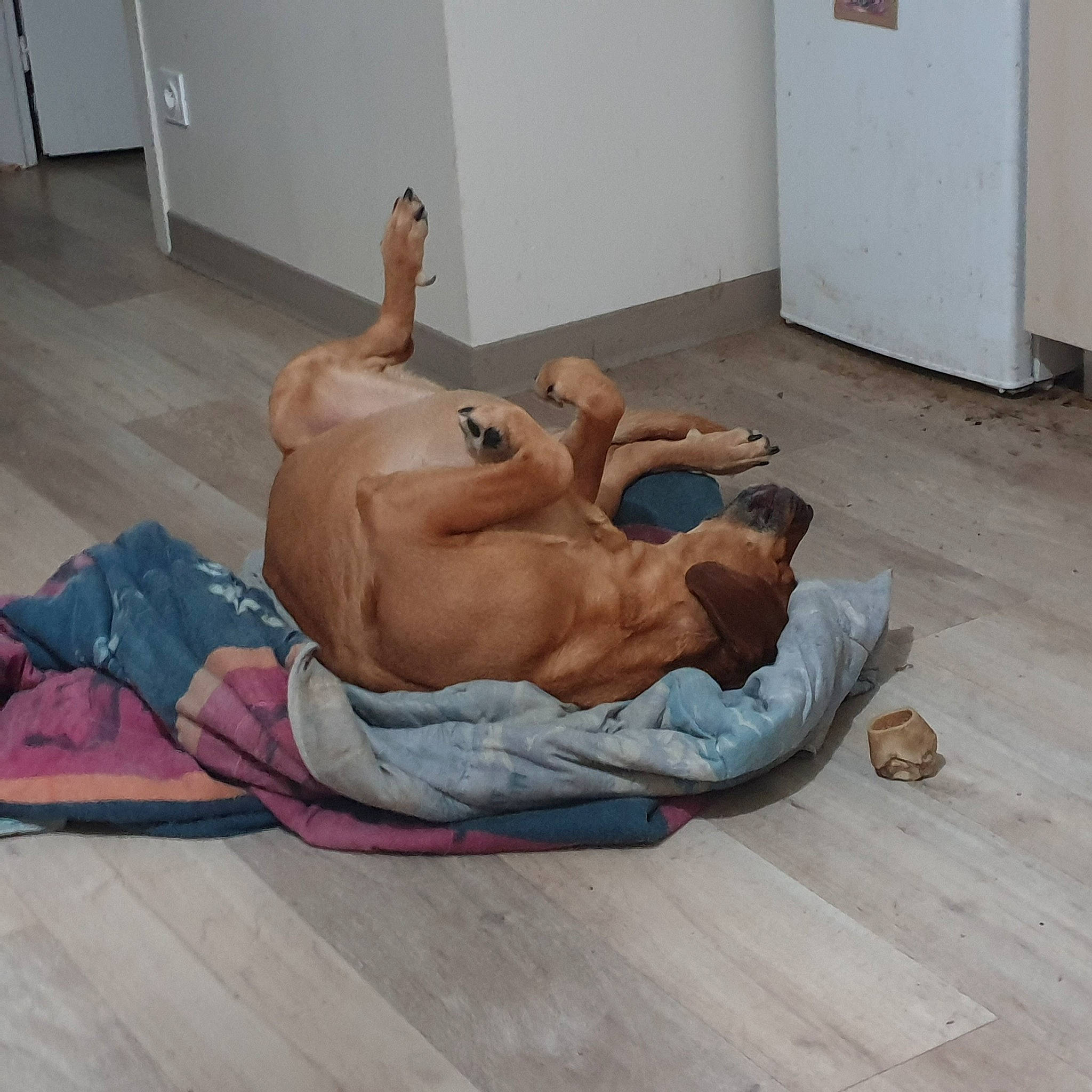 Bruce Lee Duchet a rejoint le concours — aidez-le/la à gagner de superbes lots ! abdomen, art, barechested, barefoot, bed, chest, comfort, door, fawn, floor, flooring, foot, hardwood, human_leg, knee, leisure, linens, sitting, trunk, wood