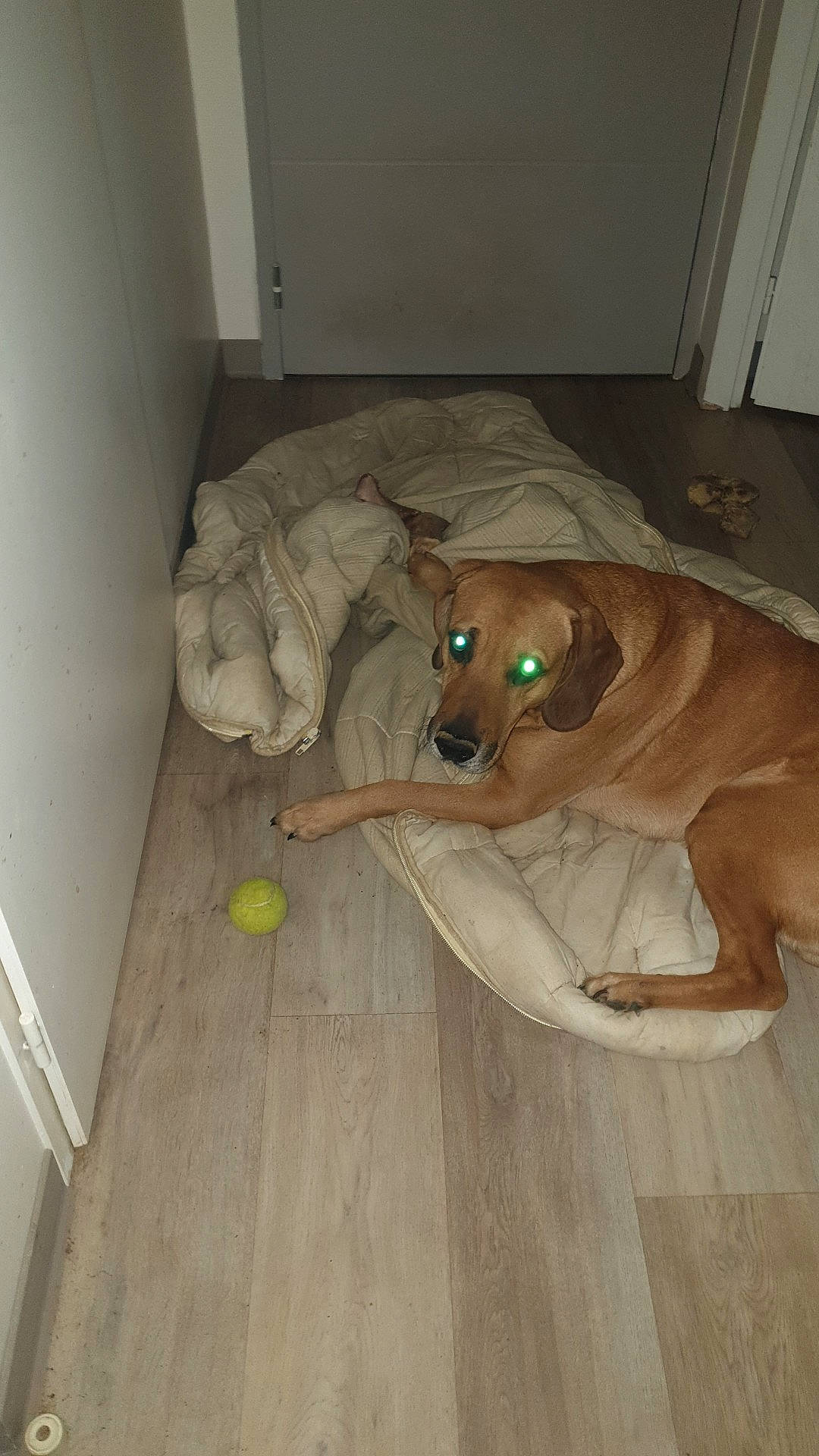 Bruce Lee Duchet participe au concours pour gagner de l'argent avec cette photo : ball, carnivore, ceiling, comfort, companion_dog, dog, dog_breed, dog_supply, fawn, floor, flooring, hardwood, laminate_flooring, pet_supply, plywood, tail, wood, wood_flooring, wood_stain, working_animal