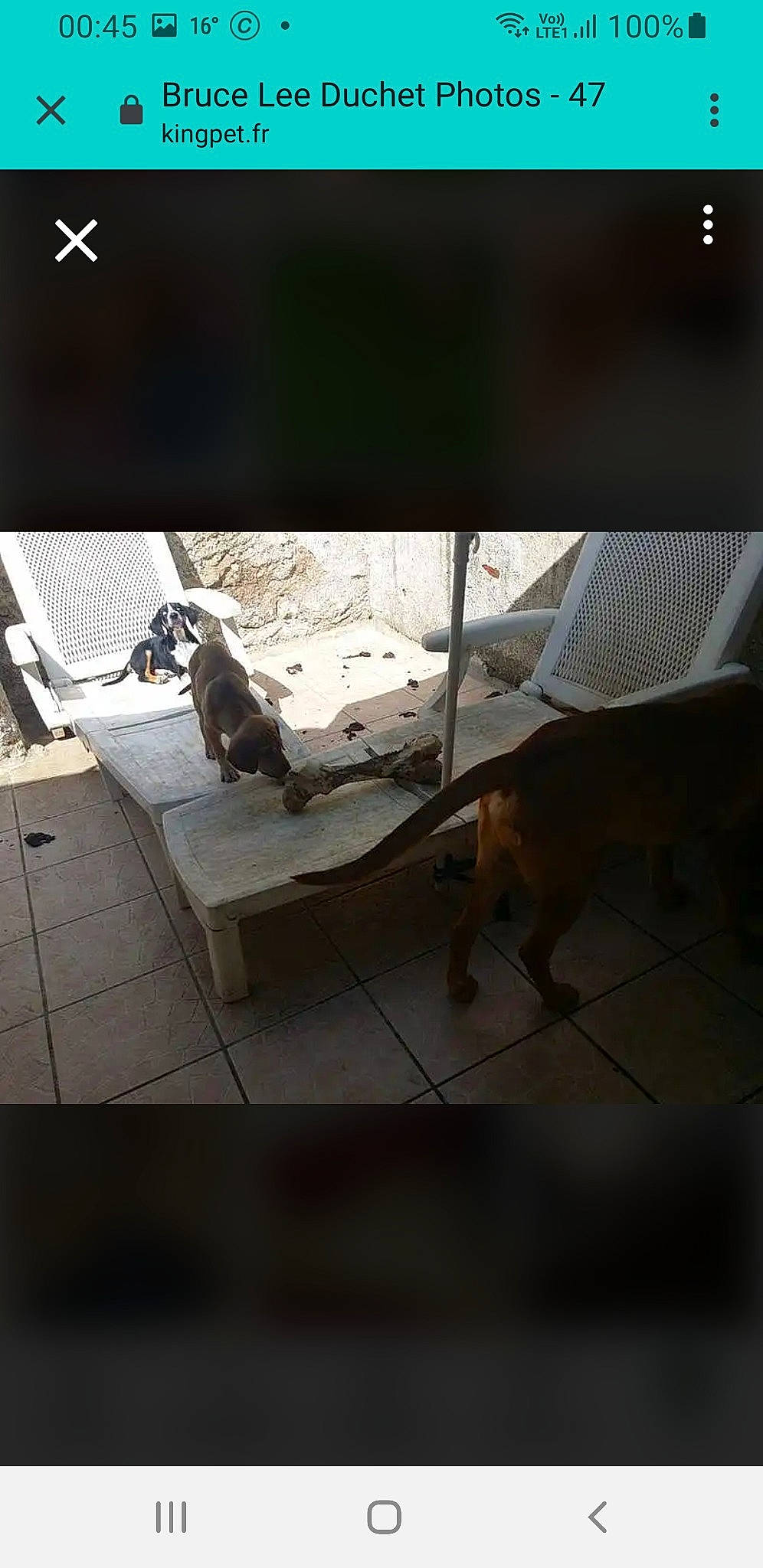 Kaïra a rejoint le concours — aidez-le/la à gagner de superbes lots ! automotive_exterior, carnivore, darkness, felidae, floor, flooring, glass, hardwood, metal, pattern, road_surface, room, shade, shadow, tail, terrestrial_animal, tints_and_shades, vehicle_door, window, wood