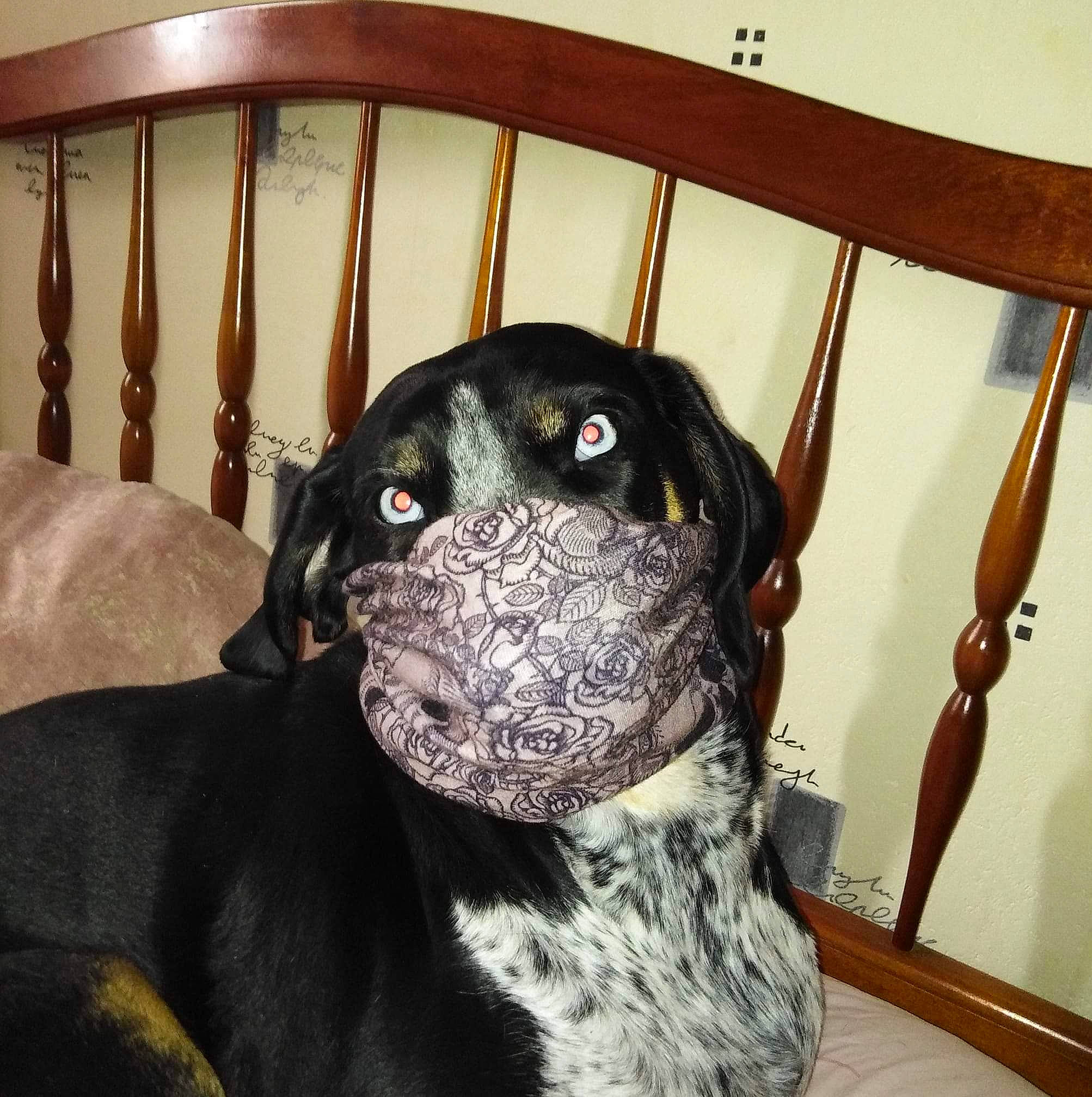 Kaïra participe au concours pour gagner de l'argent avec cette photo : borador, canidae, carnivore, collar, comfort, companion_dog, dog, dog_breed, dog_collar, dog_supply, fawn, fur, guard_dog, pet_supply, snout, sporting_group, terrestrial_animal, whiskers, wood, working_animal