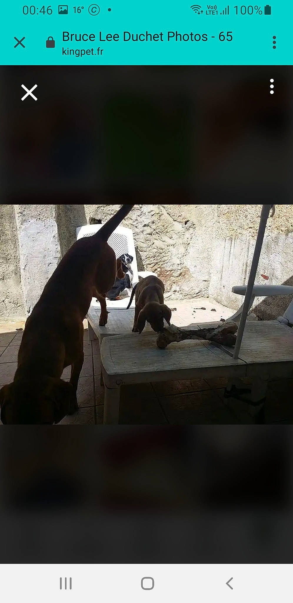 Kaïra a rejoint le concours — aidez-le/la à gagner de superbes lots ! canidae, carnivore, companion_dog, darkness, daylighting, dog_breed, felidae, font, fur, glass, metal, room, shadow, sitting, small_to_medium_sized_cats, square, tail, tints_and_shades, visual_arts, wood