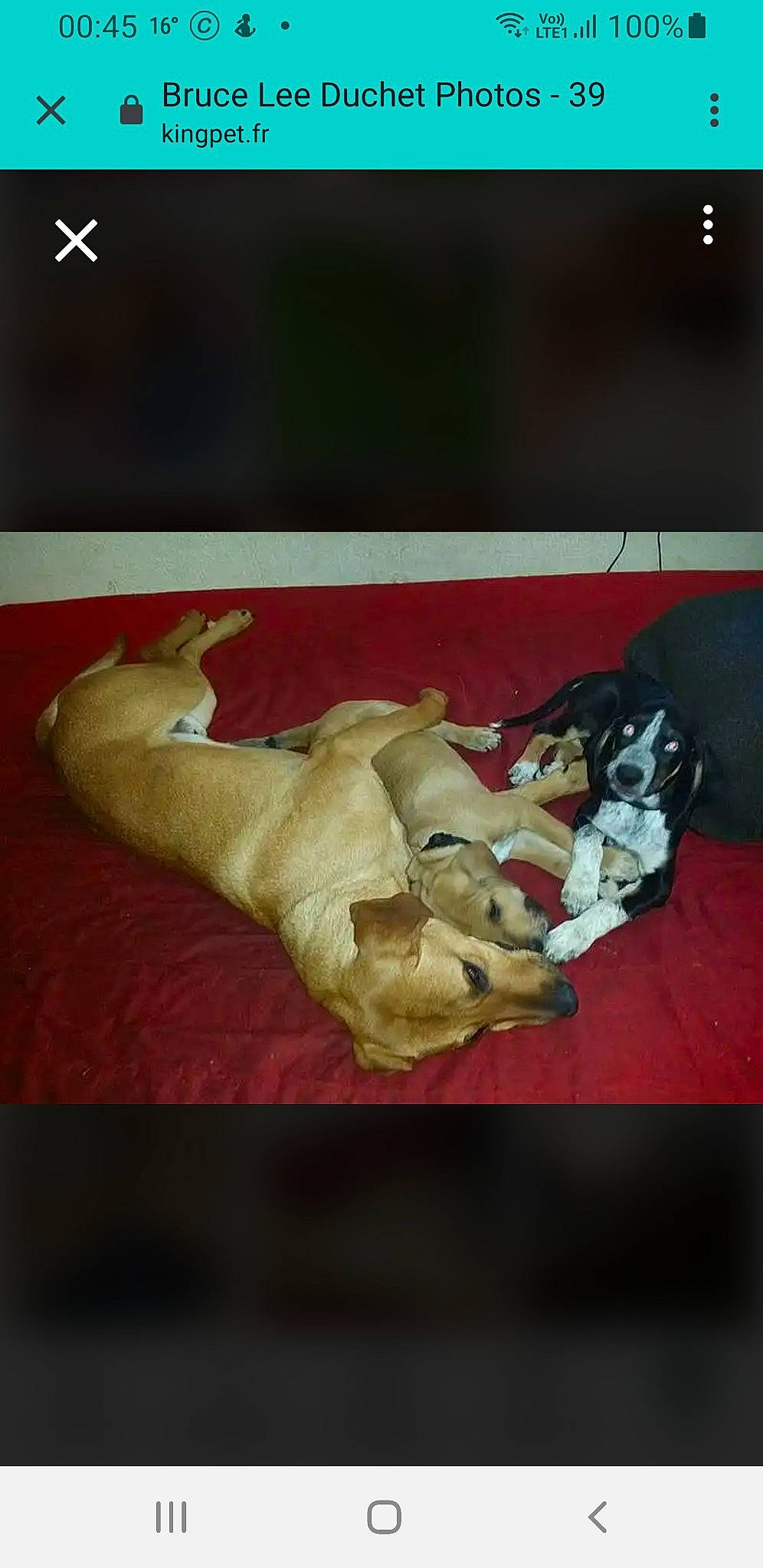 Kaïra a rejoint le concours — aidez-le/la à gagner de superbes lots ! abdomen, art, comfort, flesh, flooring, foot, fur, gesture, human_leg, knee, linens, paper, room, thigh, visual_arts, wood, wrist