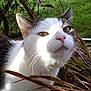 Tiggr is registered to the contest to win money with this photo: