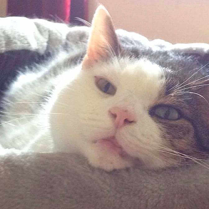 Tiggr