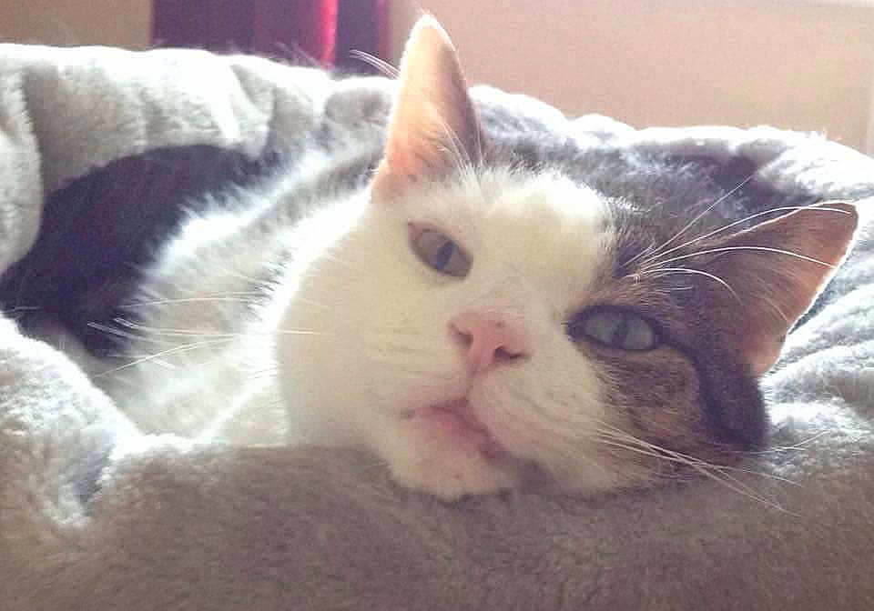 Tiggr