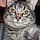 Narla