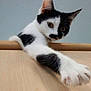 Tasha is registered to the contest to win money with this photo: