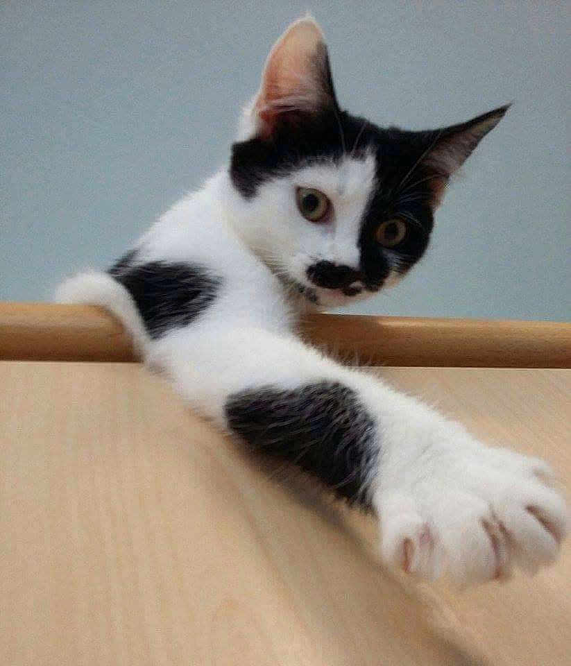 Tasha