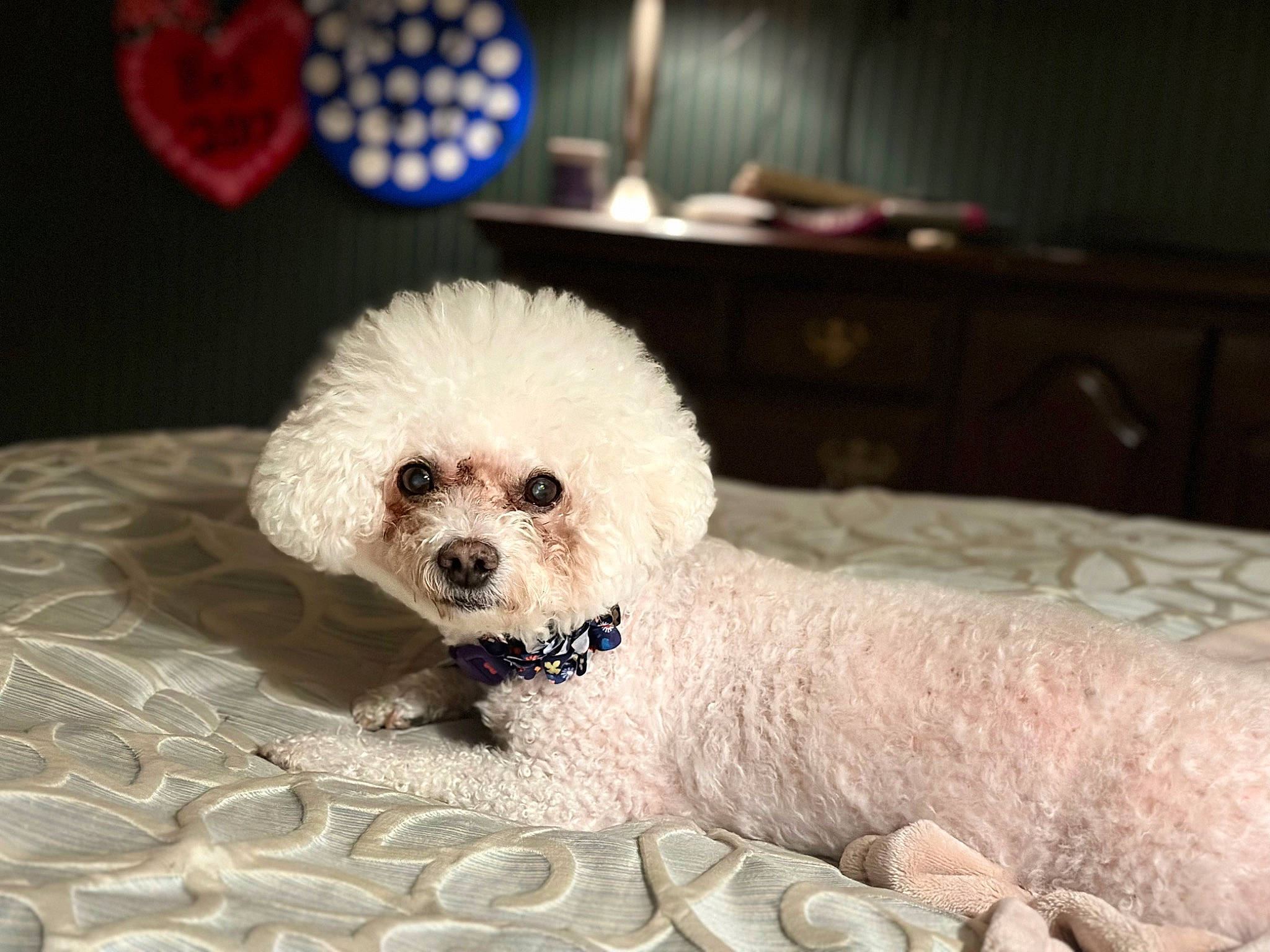 Sophie joined the competition — help win amazing prizes! bichon, canidae, carnivore, companion_dog, dog, dog_breed, dog_supply, fawn, fur, labradoodle, maltepoo, non_sporting_group, poodle, poodle_crossbreed, puppy_love, snout, sporting_group, toy_dog, water_dog, working_animal