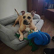 Maya a rejoint le concours — aidez-le/la à gagner de superbes lots ! dog, dog_bed, toy, rope_toy, indoor, living_room, wooden_floor, furniture, brown_dog, pet, animal, canine, relaxed, paw, ears, snout, couch, home, floor, comfort
