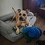 dog, dog_bed, toy, rope_toy, indoor, living_room, wooden_floor, furniture, brown_dog, pet, animal, canine, relaxed, paw, ears, snout, couch, home, floor, comfort