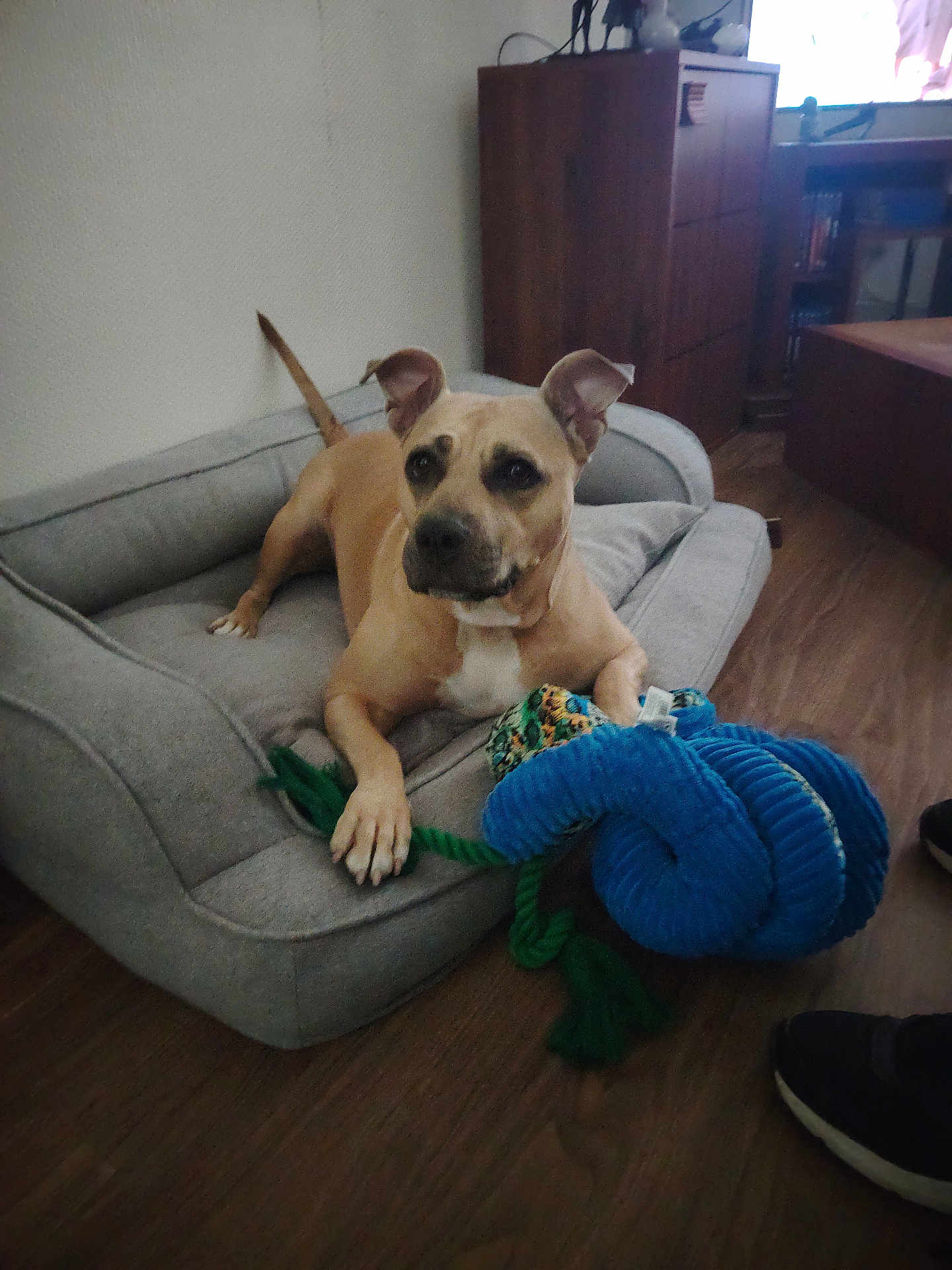 Maya