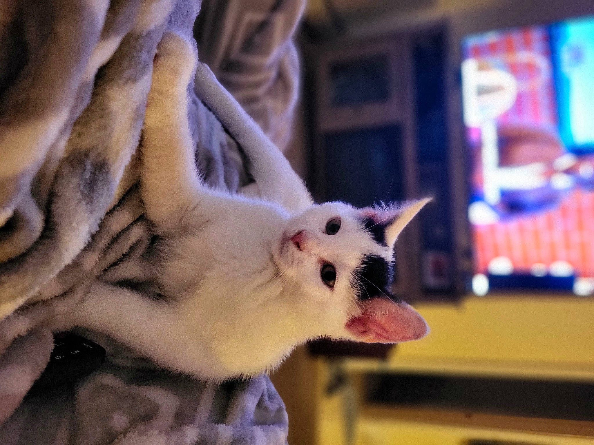 Hendrix joined the competition — help win amazing prizes! carnivore, cat, claw, domestic_short_haired_cat, ear, eyelash, fang, fawn, felidae, fur, paw, small_to_medium_sized_cats, snout, tail, whiskers