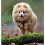 April participe au concours pour gagner de l'argent avec cette photo : dog, pomeranian, animal, pet, outdoor, jumping, leaping, moss, log, forest_floor, autumn, leaves, fur, cute, fluffy, nature, blurred_background, small_dog, brown, playful