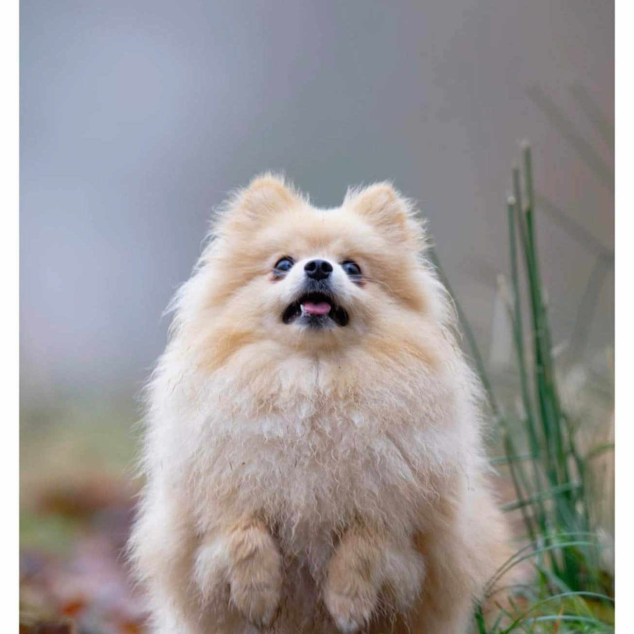 April participe au concours pour gagner de l'argent avec cette photo : animal, blurred_background, cute, dog, fluffy, fur, grass, happy, leaves, mammal, nature, outdoor, pet, playful, pomeranian, portrait, small_dog, standing, tongue_out, walking