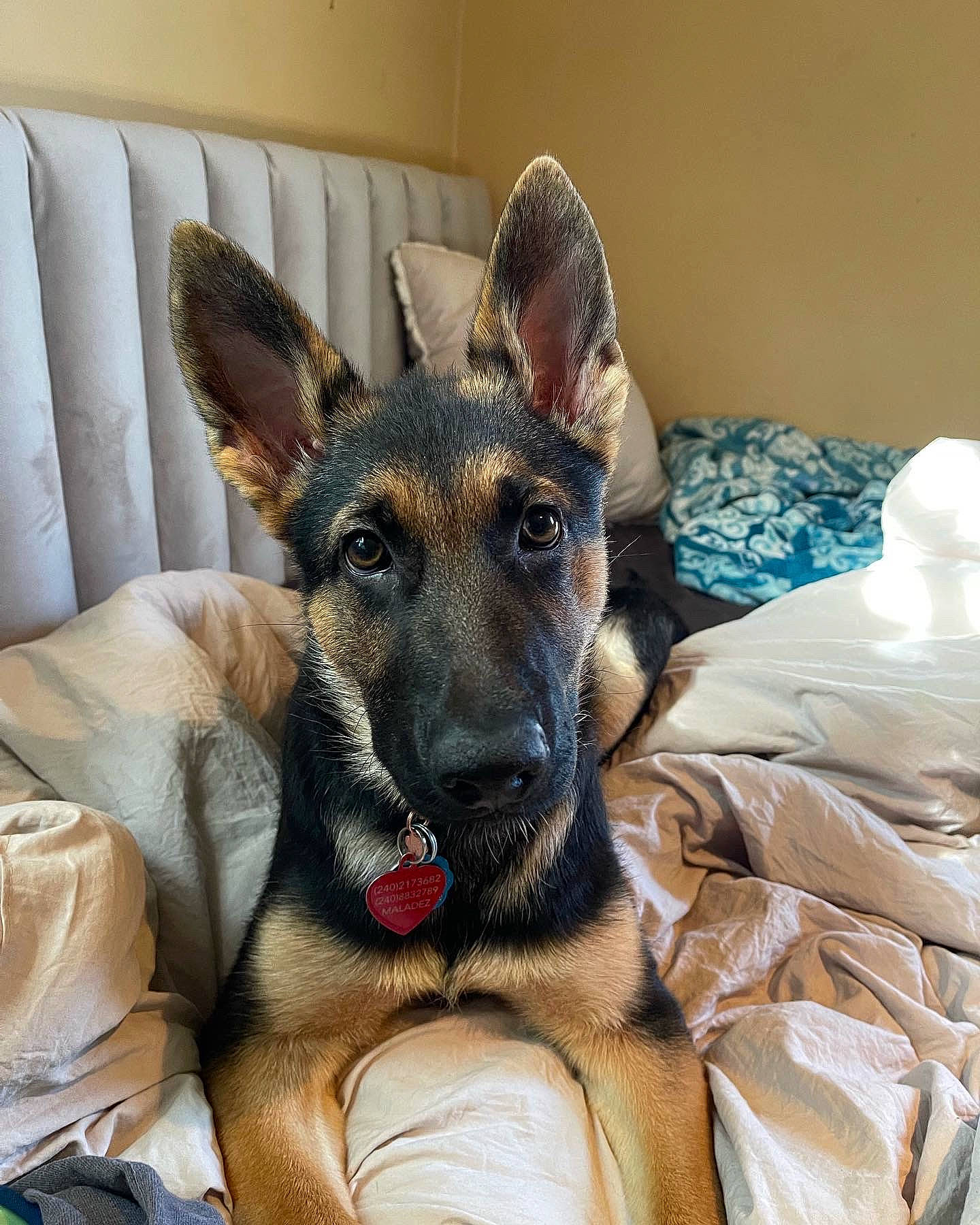 Mercy joined the competition — help win amazing prizes! canidae, carnivore, comfort, companion_dog, dog, dog_breed, dog_supply, ear, eye, fawn, fur, german_shepherd_dog, jaw, old_german_shepherd_dog, pet_supply, snout, sporting_group, whiskers, working_animal, working_dog