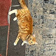 Lio is registered to the contest to win money with this photo: cat, orange_cat, white_paws, fluffy_fur, indoor, rug, carpet, soccer_ball, pet, animal, curious, looking_up, floor, striped_fur, domestic_cat, playful, feline, resting, home_interior, soft_texture