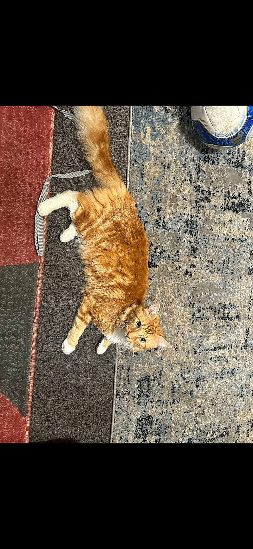 Lio