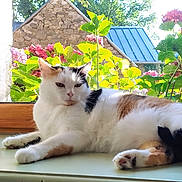 Chipie participe au concours pour gagner de l'argent avec cette photo : cat, calico_cat, windowsill, window, flower, greenery, plant, sunlight, indoor, relaxed, pet, animal, fur, resting, kitchen, tile_wall, wood_frame, nature, daylight, domestic