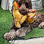 dog, plush_toy, grass, outdoor, brown_dog, pet, toy, relaxed, furry, cute, animal, lying_down, paw, playful, stuffed_animal, canine, resting, companion, backyard, happy