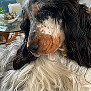 Eliot a rejoint le concours — aidez-le/la à gagner de superbes lots ! dog, close_up, indoor, long_hair, sleepy, resting, living_room, furniture, glass_table, plant, couch, cozy, pet, animal, fur, brown, white, black, speckled, calm