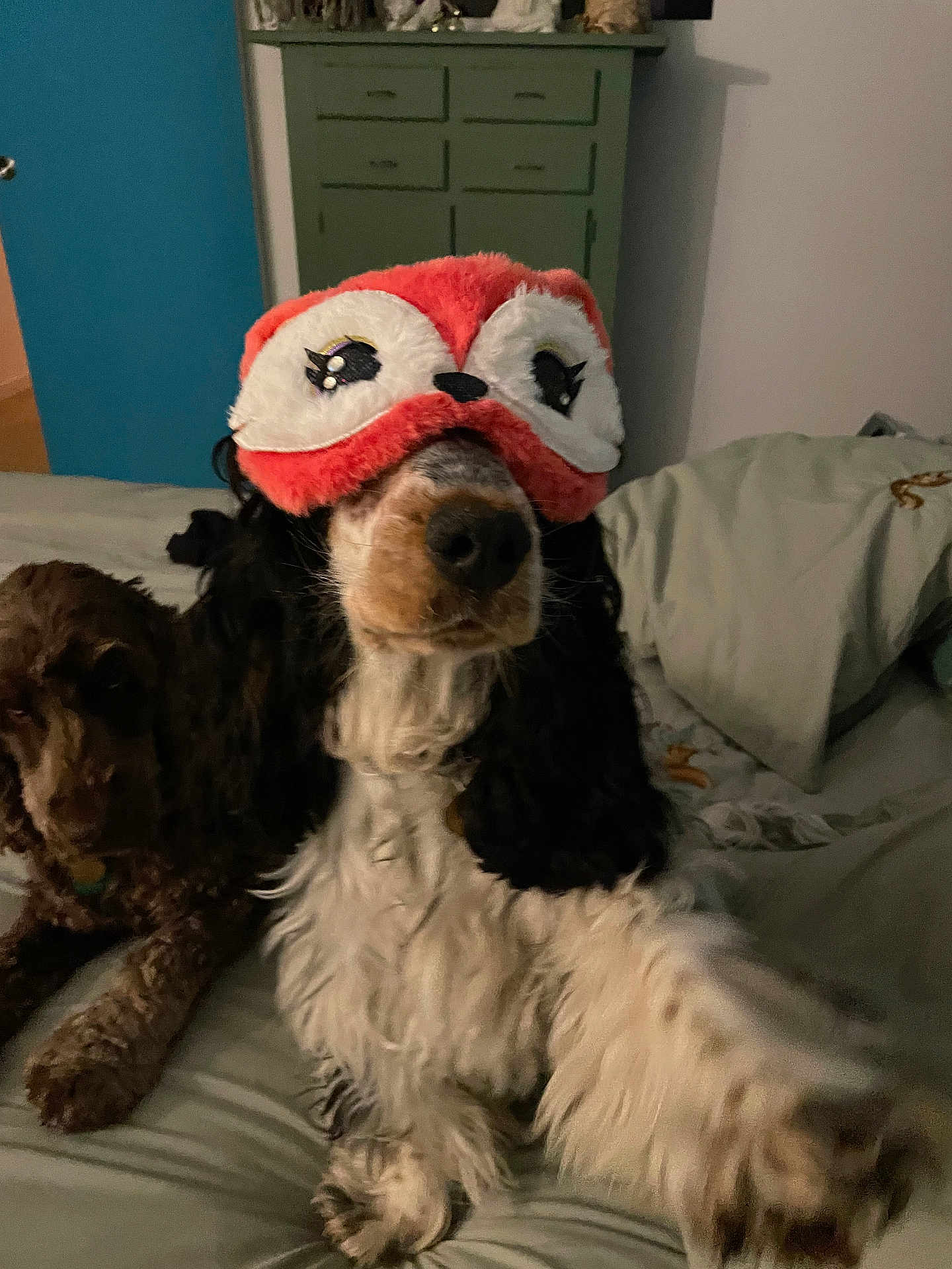 Eliot participe au concours pour gagner de l'argent avec cette photo : dog, bed, eye_mask, pet, fur, indoor, sleepy, cute, animal, companion, resting, brown, white, black, paw, blanket, cozy, cute_pet, home, relaxation