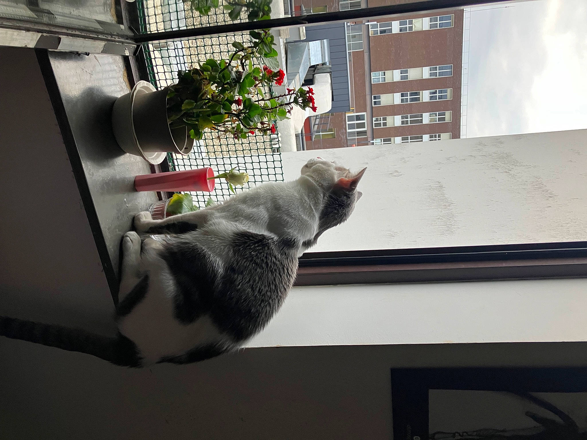 Théodore a rejoint le concours — aidez-le/la à gagner de superbes lots ! building, carnivore, cat, domestic_short_haired_cat, felidae, fixture, flower, flowerpot, glass, houseplant, line, plant, room, sash_window, small_to_medium_sized_cats, tail, tree, whiskers, window, window_covering