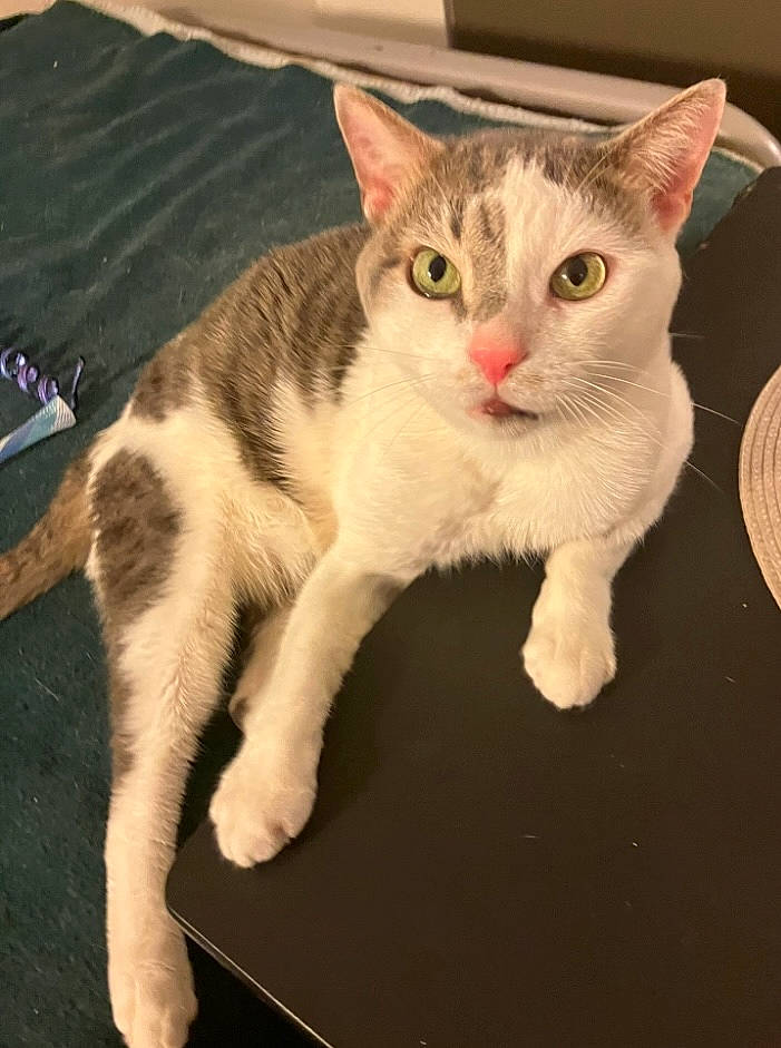 Théodore participe au concours pour gagner de l'argent avec cette photo : carnivore, cat, claw, domestic_short_haired_cat, eye, fawn, felidae, fur, paw, pet_supply, photo_caption, sitting, small_to_medium_sized_cats, snout, tail, whiskers