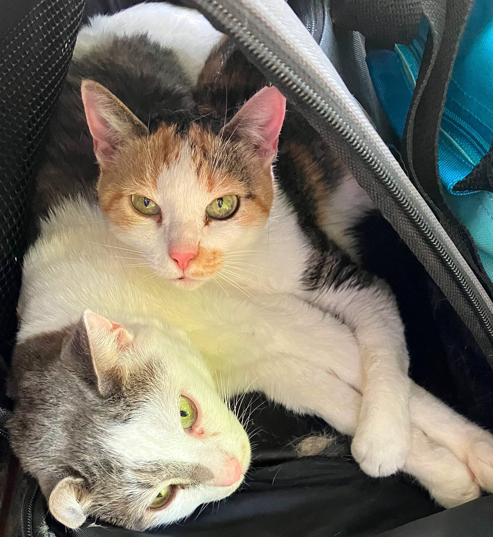 Théodore participe au concours pour gagner de l'argent avec cette photo : art, bag, carnivore, cat, claw, comfort, domestic_short_haired_cat, eye, fawn, felidae, fur, love, luggage_and_bags, paw, photo_caption, small_to_medium_sized_cats, snapshot, snout, tail, whiskers