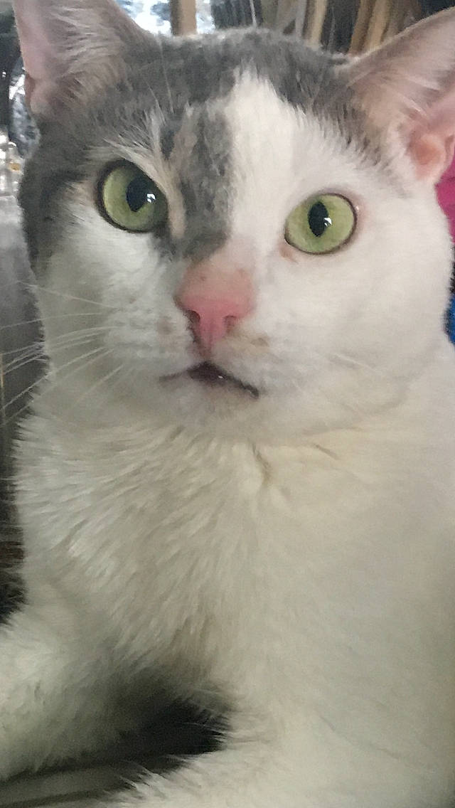 Théodore participe au concours pour gagner de l'argent avec cette photo : carnivore, cat, domestic_short_haired_cat, eye, felidae, fur, head, small_to_medium_sized_cats, snout, terrestrial_animal, whiskers