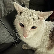 Kitty joined the competition — help win amazing prizes! cat, white_cat, animal, pet, fur, whiskers, close_up, indoor, soft_lighting, relaxed, cute, domestic_cat, feline, looking_up, ears, pink_nose, sitting, calm, grey_background, home