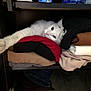 Kitty joined the competition — help win amazing prizes! cat, white_cat, clothes, folded_clothes, shelf, closet, paw, stretching, feline, fur, indoor, resting, cozy, stack, fabric, wardrobe, black, red, brown, beige