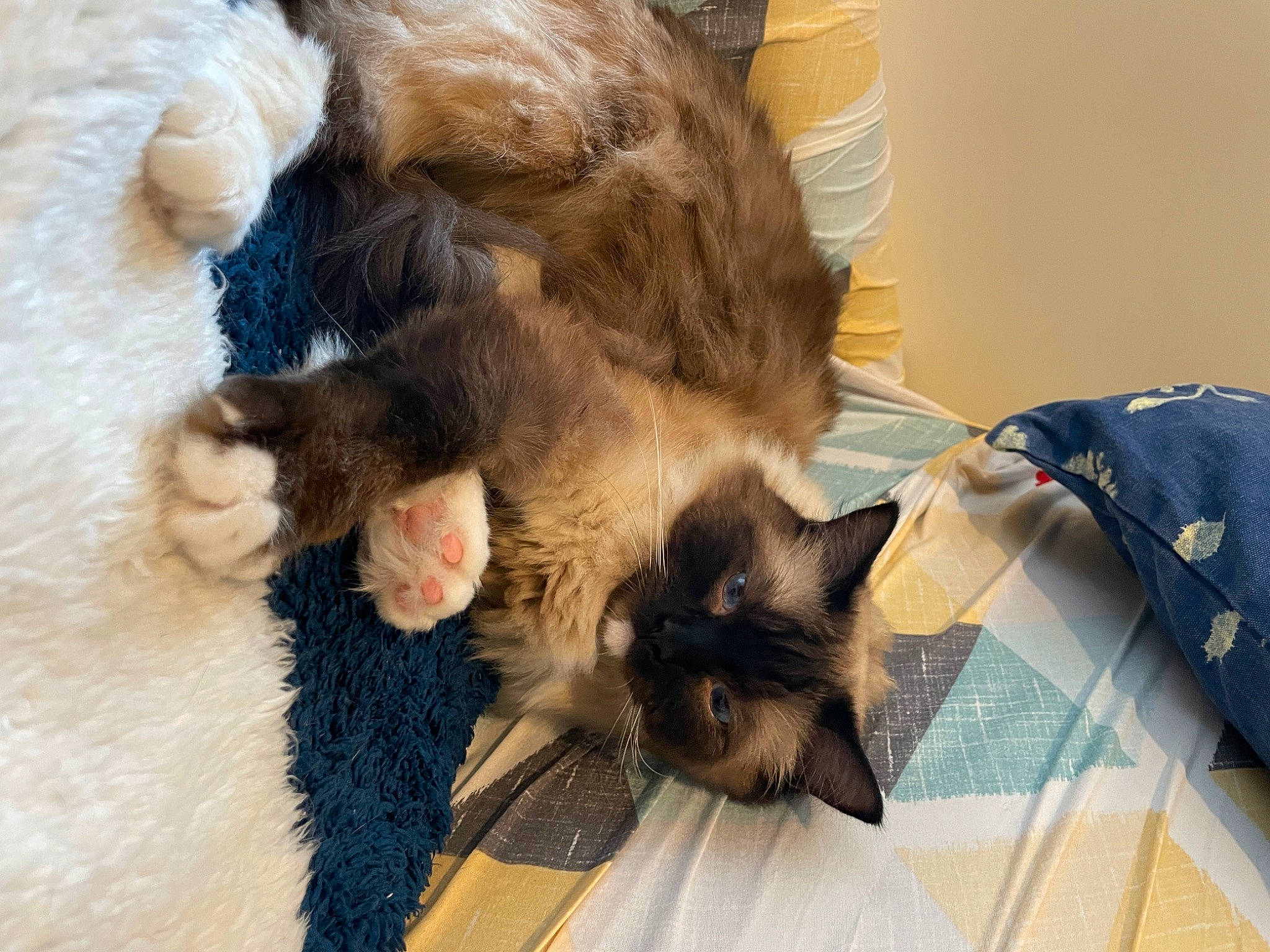 Max is registered to the contest to win money with this photo: carnivore, cat, claw, comfort, dog_breed, domestic_short_haired_cat, fawn, felidae, fur, nap, paw, siamese, small_to_medium_sized_cats, snout, tail, thai, whiskers