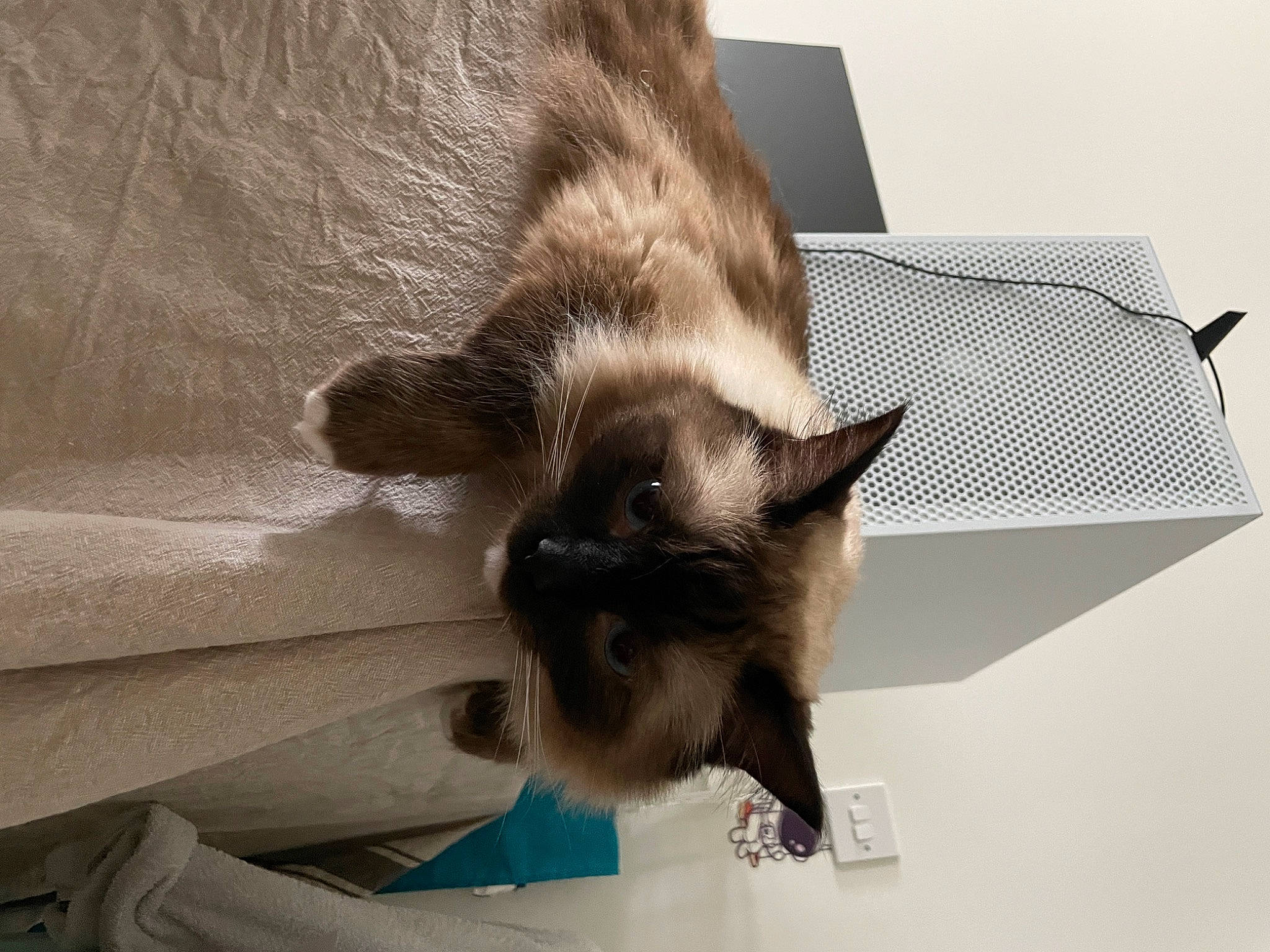 Max joined the competition — help win amazing prizes! balinese, beige, birman, box, carnivore, cat, domestic_short_haired_cat, fawn, felidae, fur, paper, paper_product, siamese, small_to_medium_sized_cats, snout, tail, thai, tonkinese, whiskers