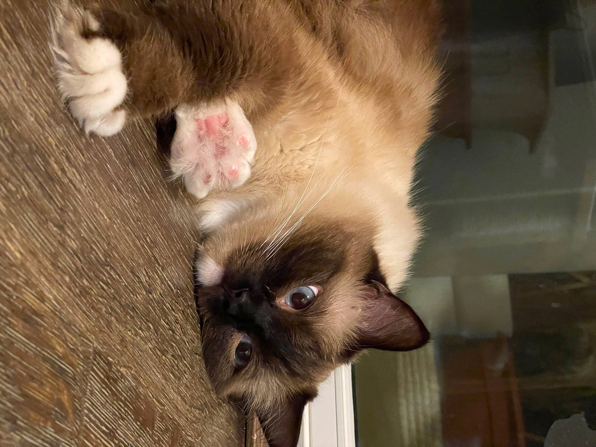 Max joined the competition — help win amazing prizes! balinese, carnivore, cat, claw, domestic_short_haired_cat, fawn, felidae, fur, hardwood, paw, siamese, small_to_medium_sized_cats, snout, tail, terrestrial_animal, thai, tonkinese, whiskers, wood, working_animal