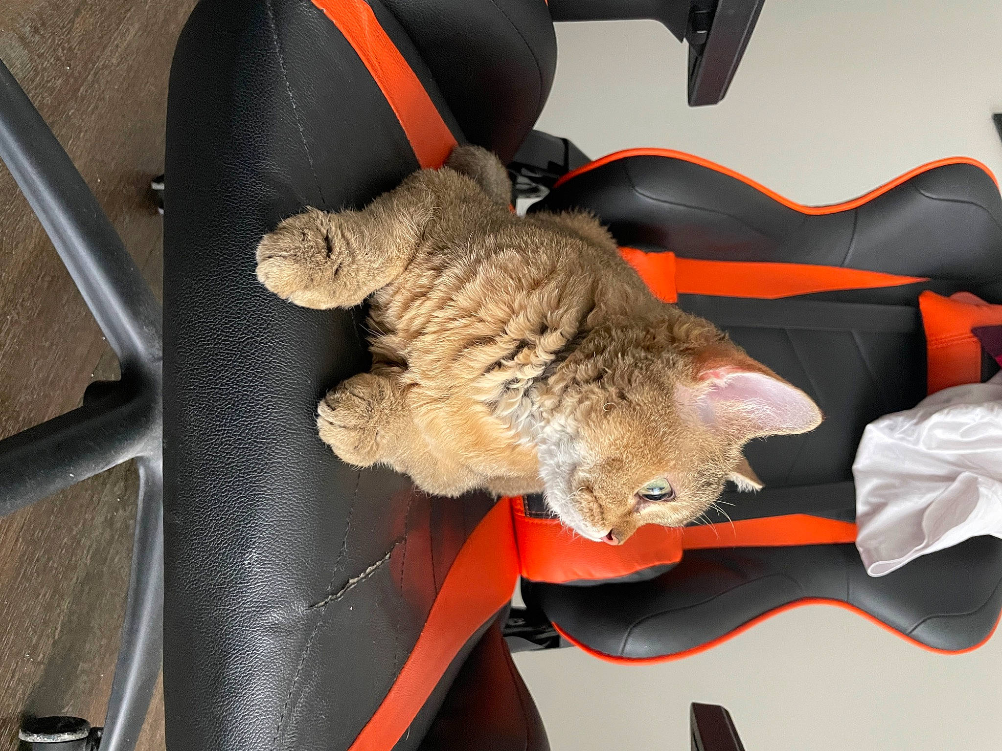 Atticus joined the competition — help win amazing prizes! auto_part, canidae, car_seat, carnivore, cat, chair, claw, comfort, domestic_short_haired_cat, felidae, fur, mammal, paw, small_to_medium_sized_cats, snout, stuffed_toy, tail, terrestrial_animal, vehicle, whiskers