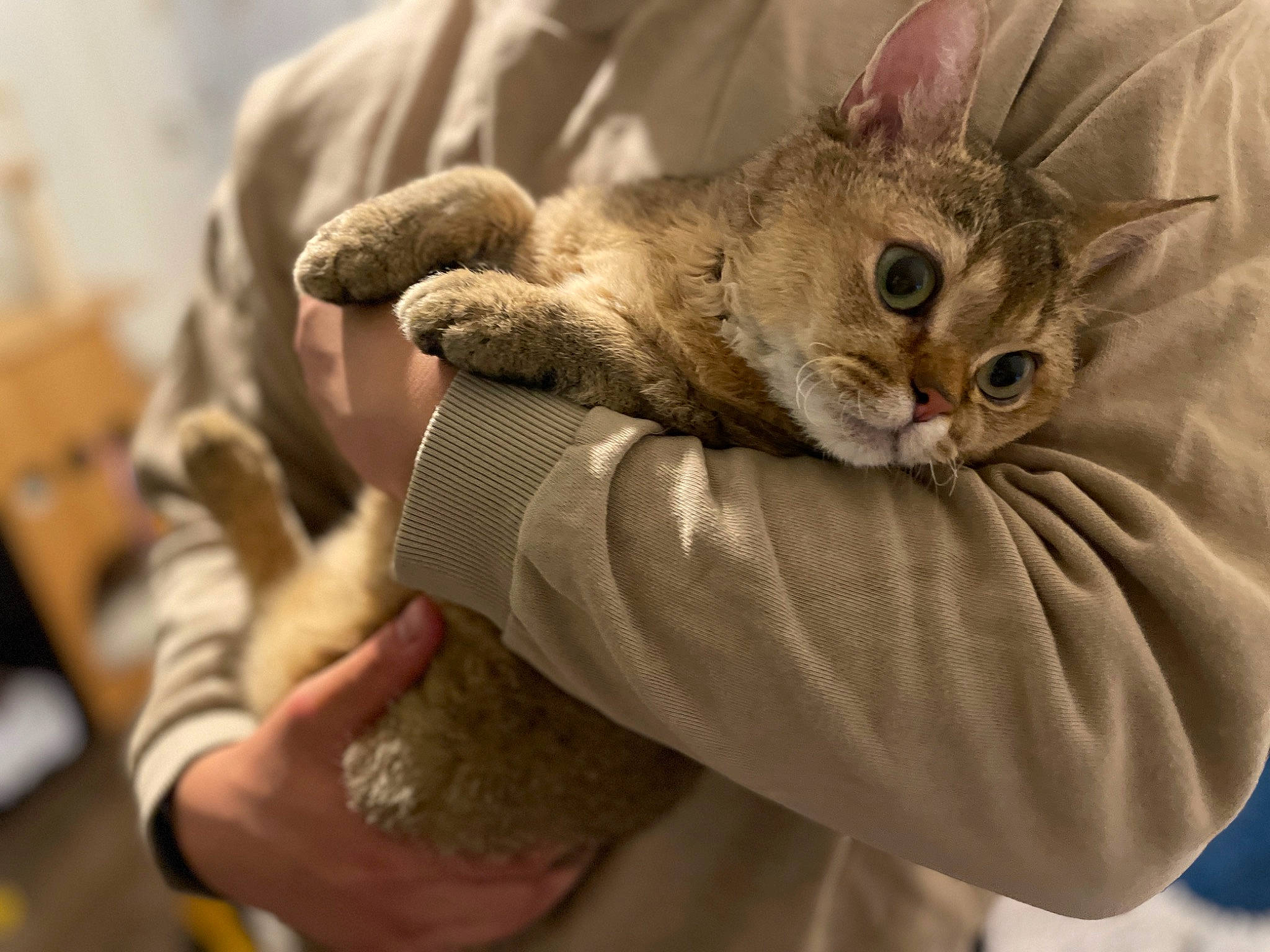 Atticus joined the competition — help win amazing prizes! bed, carnivore, cat, claw, comfort, domestic_short_haired_cat, ear, fawn, felidae, fur, gesture, hand, hug, nail, paw, small_to_medium_sized_cats, whiskers