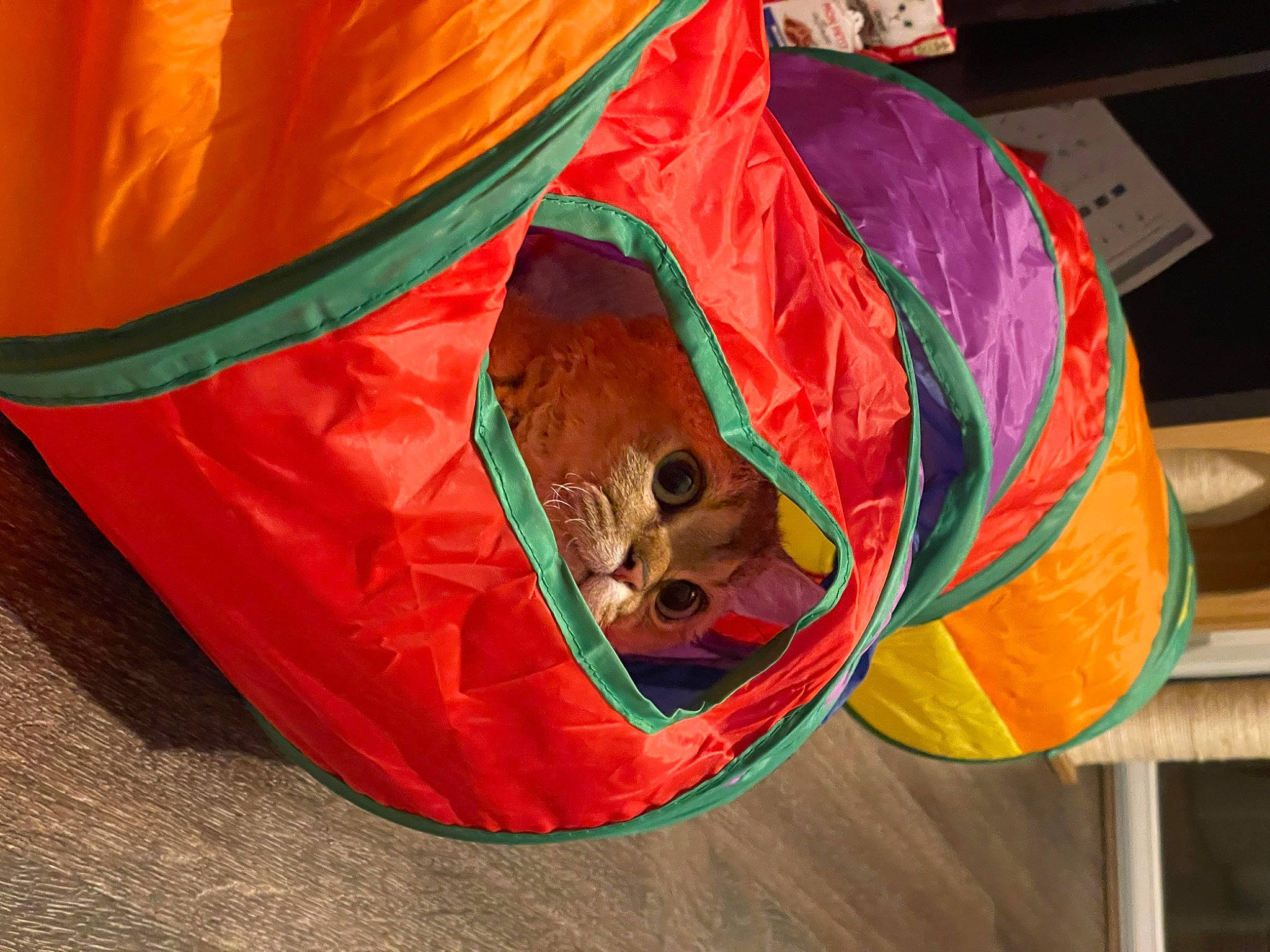 Atticus is registered to the contest to win money with this photo: bean_bag, carnivore, circle, event, fashion_accessory, fun, grass, inflatable, magenta, orange, personal_protective_equipment, public_event, recreation, wood