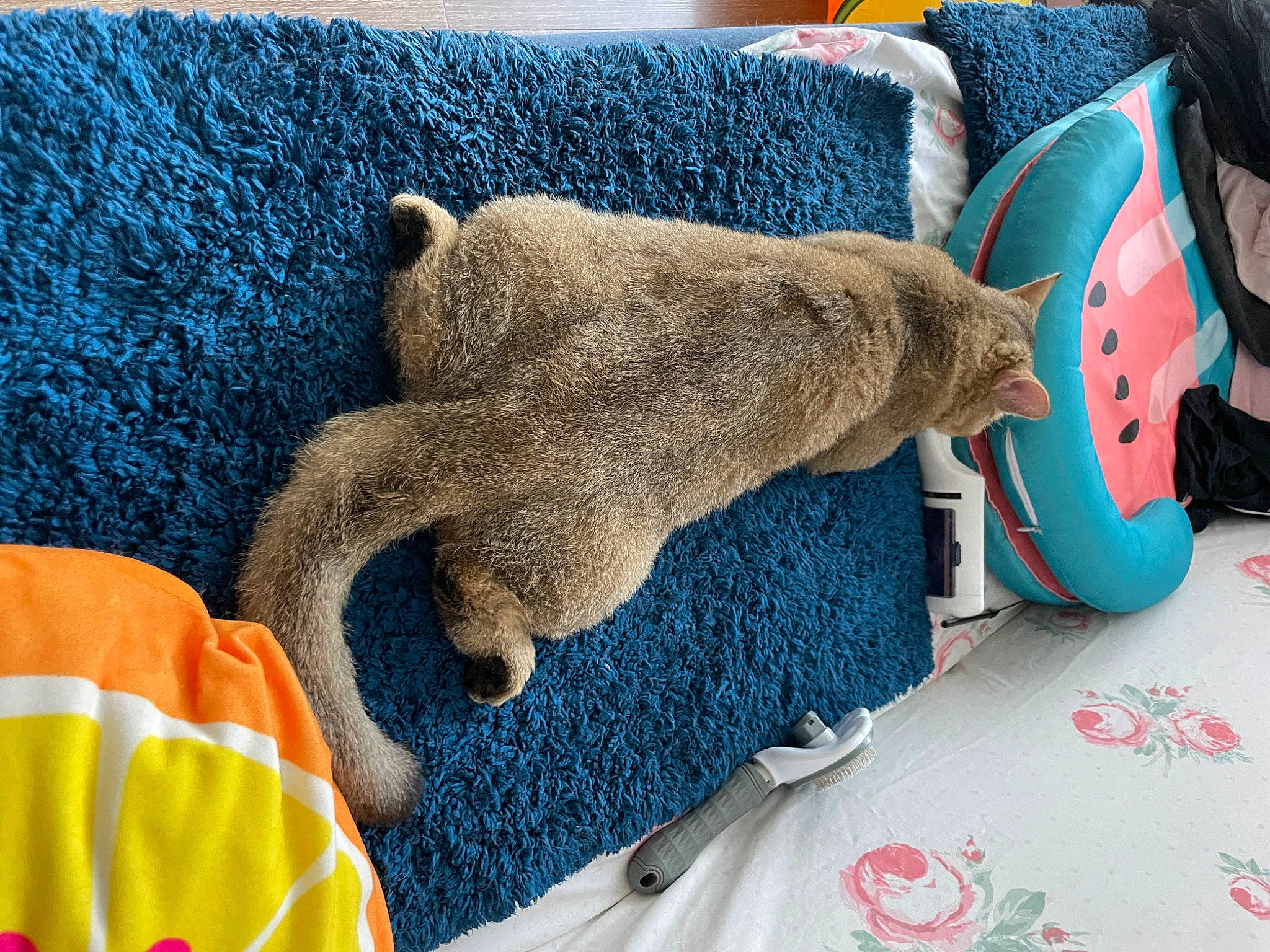 Atticus is registered to the contest to win money with this photo: blue, comfort, companion_dog, couch, electric_blue, felidae, flooring, foot, fur, human_leg, linens, plush, small_to_medium_sized_cats, sock, stuffed_toy, textile, thread, toy, wool, woolen